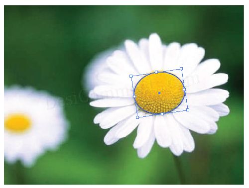 参照花朵照片使用Illustrator绘制一束漂亮的花卉